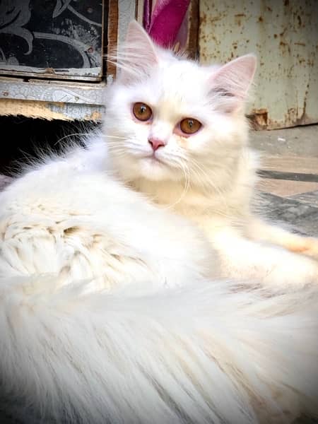 Persian Cats Male & Female 0
