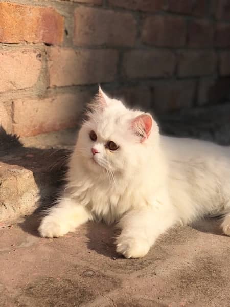 Persian Cats Male & Female 1