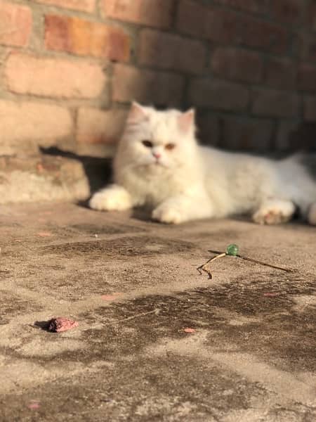 Persian Cats Male & Female 2
