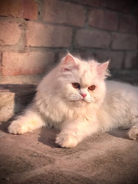 Persian Cats Male & Female 3