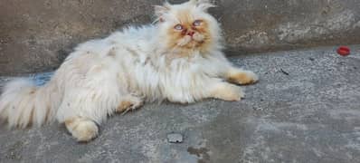 Persian Male cat for matting/stud/mating/breeding/cross/mate
