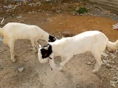 One pair of pure gulabi ablak goats healthy and active