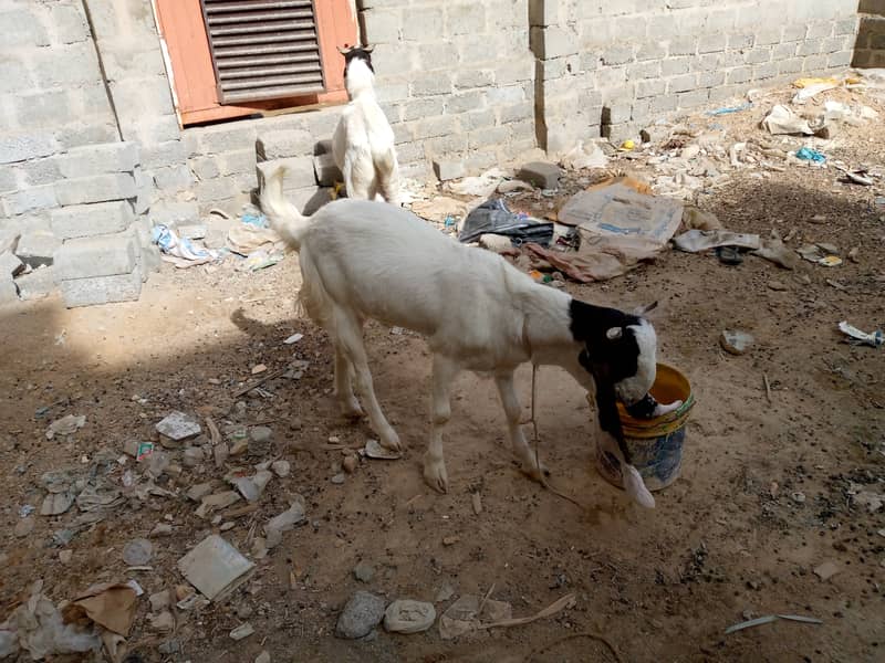 One pair of pure gulabi ablak goats healthy and active 1