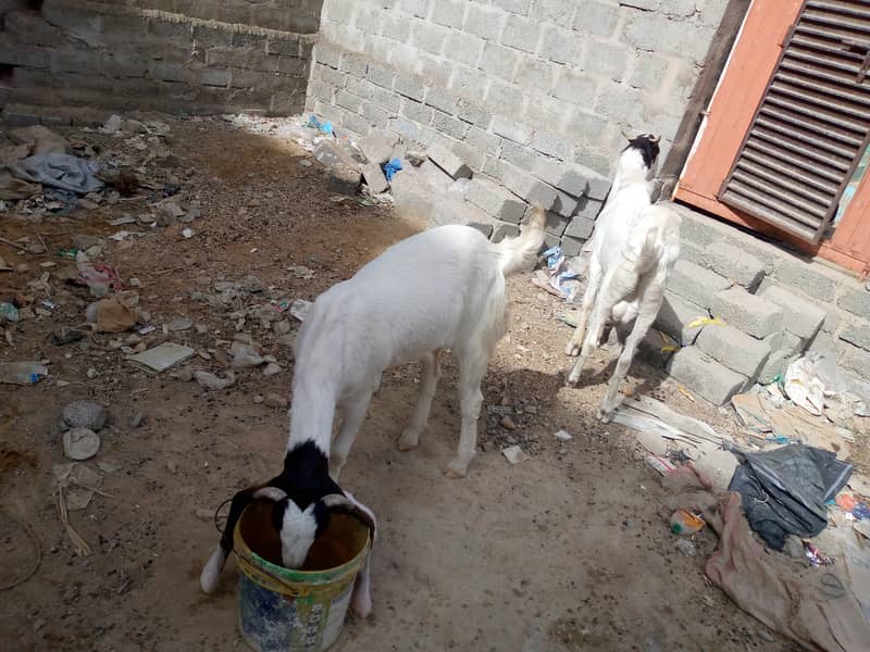 One pair of pure gulabi ablak goats healthy and active 2