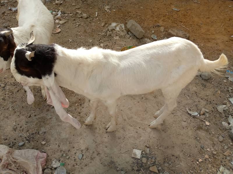 One pair of pure gulabi ablak goats healthy and active 3