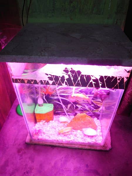 Fish aquarium for biggener with two Gold Fishes. 0