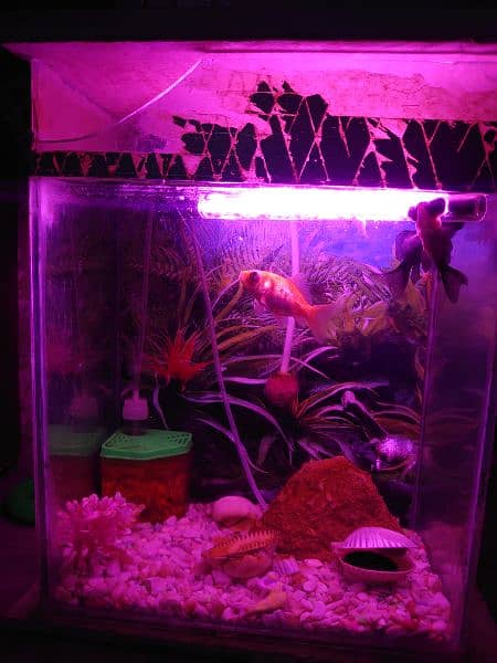 Fish aquarium for biggener with two Gold Fishes. 2