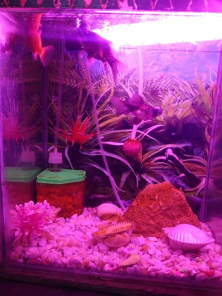 Fish aquarium for biggener with two Gold Fishes. 4