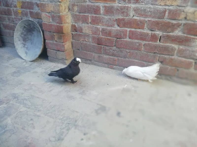 fancy pigeons pair breader 4