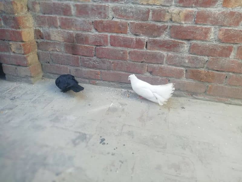fancy pigeons pair breader 5