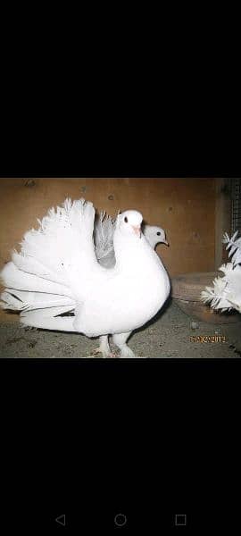laaka kabotar breeder pair male and female available price of 1piece 1