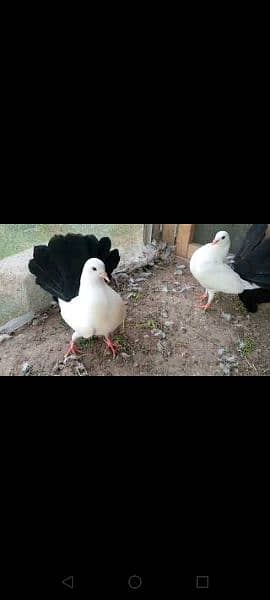 laaka kabotar breeder pair male and female available price of 1piece 2