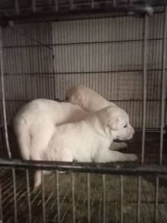 Labrador female pups 15000 per 3 piece cargo possible