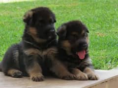 German Shepherd Puppy Available For Loving Families