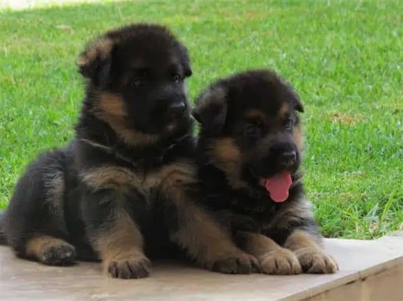German Shepherd Puppy Available For Loving Families 1