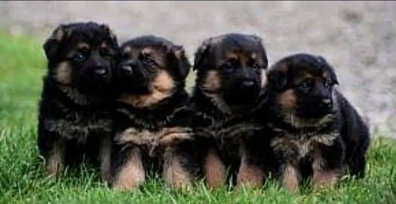 German Shepherd Puppies Male and Female Available For Loving Families 1