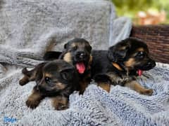 German Shepherd Puppies Male and Female Available For Loving Families