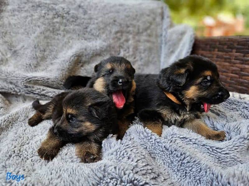 German Shepherd Puppies Male and Female Available For Loving Families 0