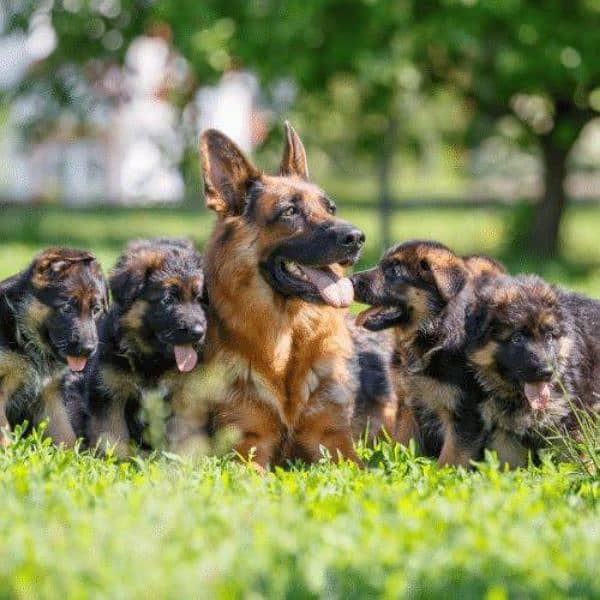 German Shepherd Puppies Male and Female Available For Loving Families 8