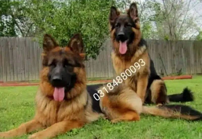 German Shepherd Puppies Male and Female Available For Loving Families 9