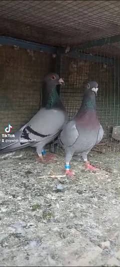 breeder pair pigeon Available 0