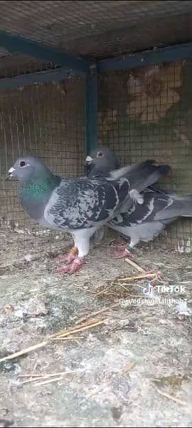 breeder pair pigeon Available 9