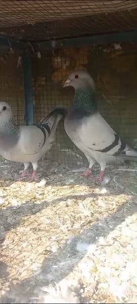 breeder pair pigeon Available 10