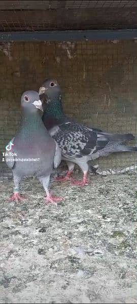 breeder pair pigeon Available 12