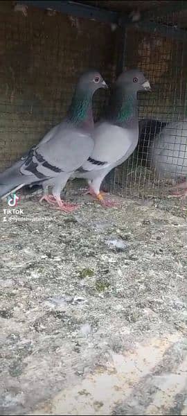breeder pair pigeon Available 13