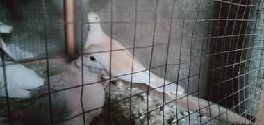 laughing dove khumray breeder pair