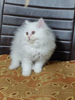 Persian pure breed cash on delivery available 0