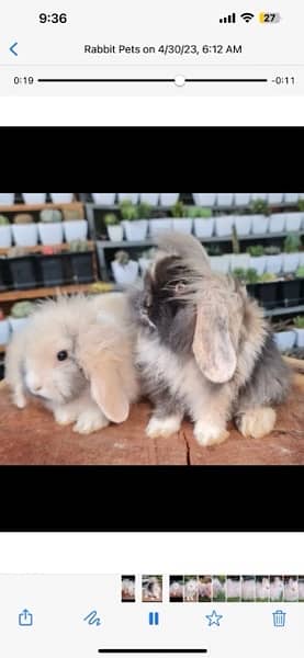Imported Lionhead Lop Rabbits - has kids 9