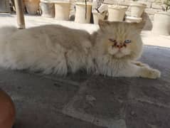Active healthy Male cat available