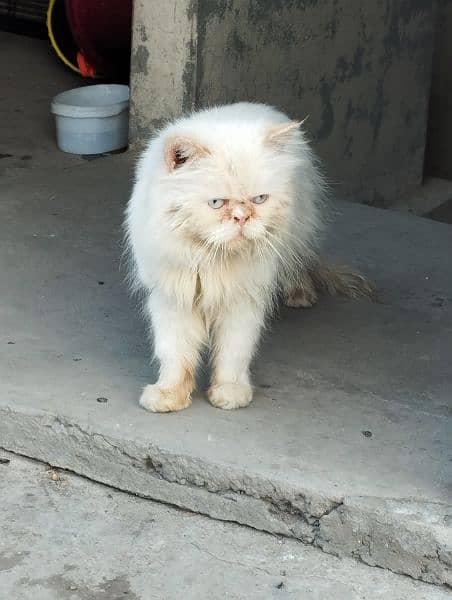 Active healthy Male cat available 1