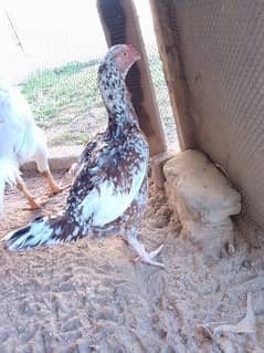 qandhari parrot beak aseel pair egg laying
