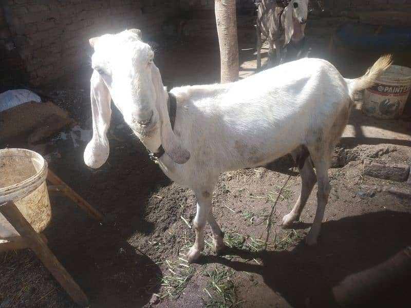 white goat 1