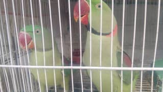 Raw Parrot  Adult Pair for sell