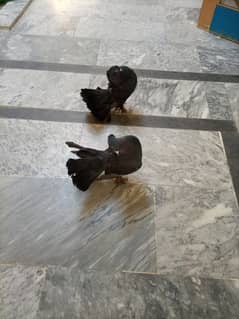 Beautiful luckey black pigeon pair rawalpindi