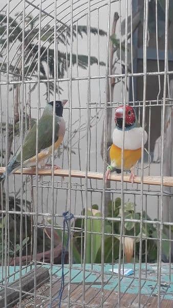 Common Gouldian Chicks Latino Dilute chicks available 3