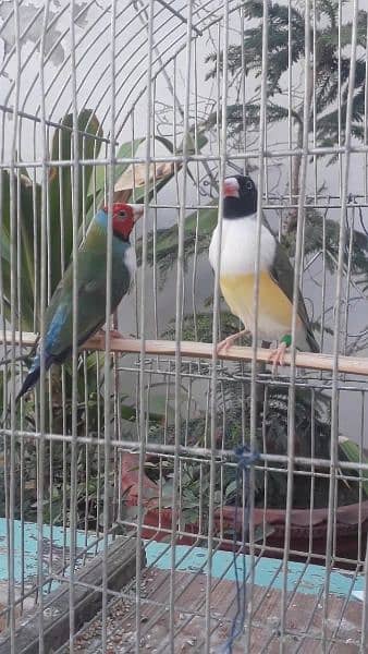 Common Gouldian Chicks Latino Dilute chicks available 4