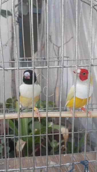 Common Gouldian Chicks Latino Dilute chicks available 5