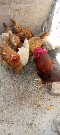 5 Female hen                      lays eggs