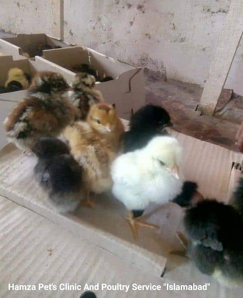 Lohmann / Golden / Chicks / broiler / Poultry Farm 1