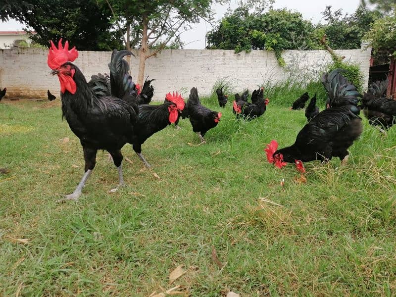 Golden / Lohman / Bovan / Chicks / broiler / Poultry Farm 2