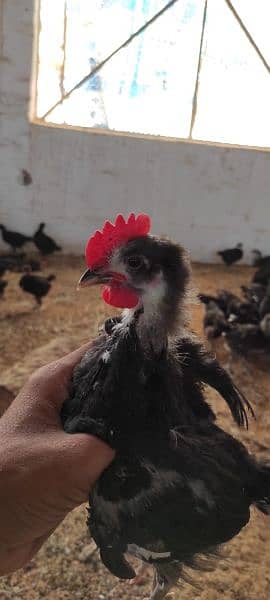 Lohmann / Golden / Chicks / broiler / Poultry Farm 5