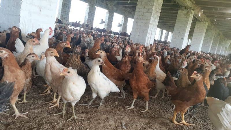 Lohmann / Golden / Chicks / broiler / Poultry Farm 6