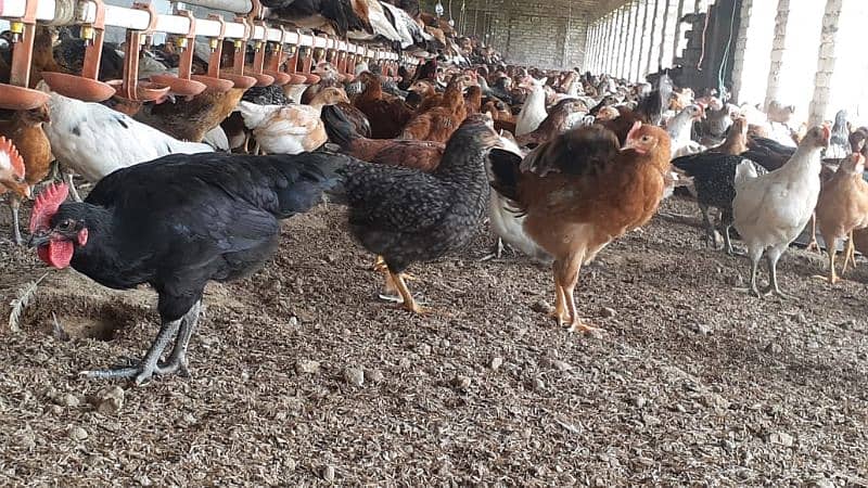 Lohmann / Golden / Chicks / broiler / Poultry Farm 7