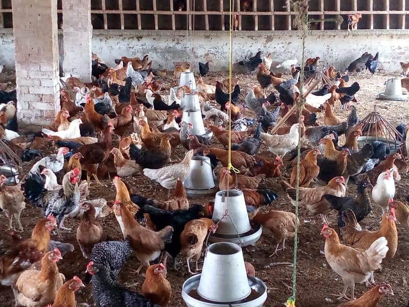 Golden / Lohman / Bovan / Chicks / broiler / Poultry Farm 9