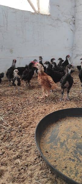 Lohmann / Golden / Chicks / broiler / Poultry Farm 10