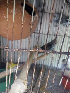 parrot for sale in Islamabad